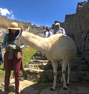 Feeding the llamas